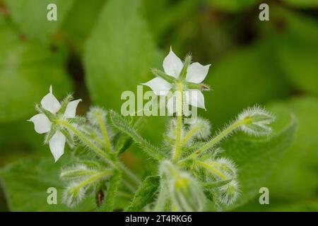 Natürliches Nahaufnahme fließendes Pflanzenporträt von weißem Borretschrot (Borago Officinalis) in einer unscharfen Gartenumgebung, daher ein negativer Raum Stockfoto