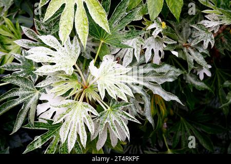 Nahaufnahme der glänzenden immergrünen gesprenkelten weiß-grünen Blätter der exotischen Gartenpflanze fatsia japonica Spinnennetz. Stockfoto