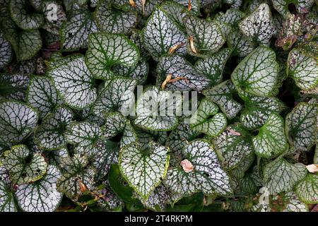 Nahaufnahme der herzförmigen silbrig-weißen grünen Blätter des niedrig wachsenden Gartens Perennial brunnera macrophylla Jack Frostblätter. Stockfoto