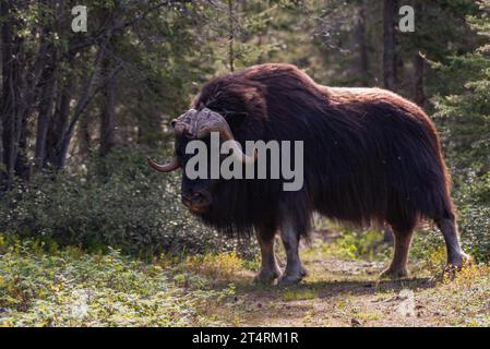 Moschusochsen zwischen den Bäumen im Wald. Aufgenommen im Nationalpark Thaidene Nëné, Nordwest-Territorien, Kanada. Nahaufnahme des Bildes. Stockfoto