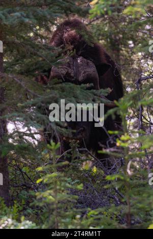 Moschusochsen zwischen den Bäumen im Wald. Aufgenommen im Nationalpark Thaidene Nëné, Nordwest-Territorien, Kanada. Nahaufnahme des Bildes. Stockfoto