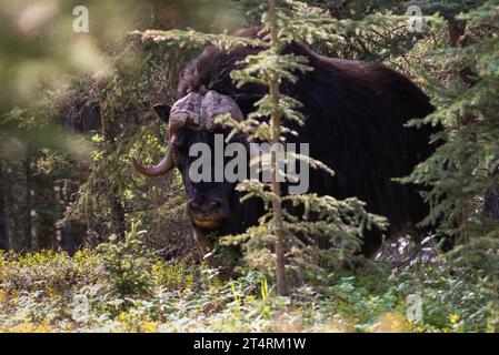 Moschusochsen zwischen den Bäumen im Wald. Aufgenommen im Nationalpark Thaidene Nëné, Nordwest-Territorien, Kanada. Nahaufnahme des Bildes. Stockfoto