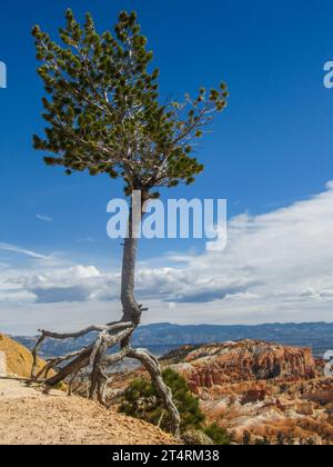 Limber Pine, Pinus Flexilis, mit verwitterten Wurzeln, zwischen Sonnenaufgang und Sonnenuntergang im Bryce Canyon National Park, Utah. Stockfoto