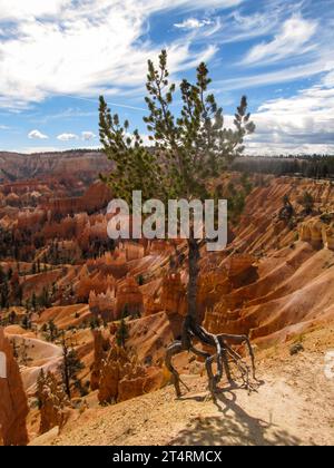 Eine Limber-Kiefer, Pinus Flexilis, auf Zehenspitzen Stockfoto