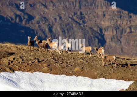 Dickhornschaf (Ovis canadensis) am East Rim, Steens Mountain Wilderness, Steens Mountain Cooperative Management and Protection Area, Oregon Stockfoto