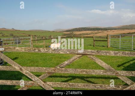 Über ein Tor auf Dartmoor auf ein Schaf schauen Stockfoto