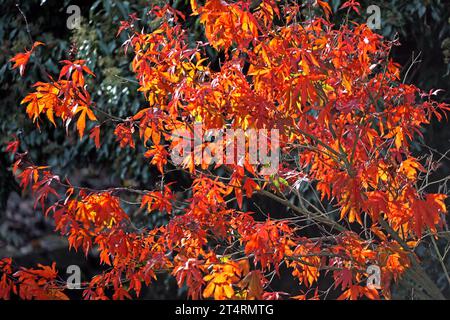 Fächerahorn im Herbst Laub in leuchtend roter Färbung an einem Fächerahorn. *** Fan Ahorn im Herbstlaub in knallroter Farbe auf einem Fan Ahorn Credit: Imago/Alamy Live News Stockfoto