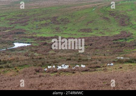 Schafe, die auf Dartmoor weiden Stockfoto