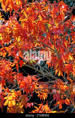 Fächerahorn im Herbst Laub in leuchtend roter Färbung an einem Fächerahorn. *** Fan Ahorn im Herbstlaub in knallroter Farbe auf einem Fan Ahorn Credit: Imago/Alamy Live News Stockfoto