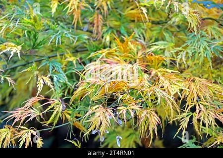 Fächerahorn im Herbst Laub in leuchtend goldener Färbung an einem Fächerahorn. *** Fan Ahorn im Herbstlaub in hellgoldener Farbe auf einem Fan Ahorn Credit: Imago/Alamy Live News Stockfoto