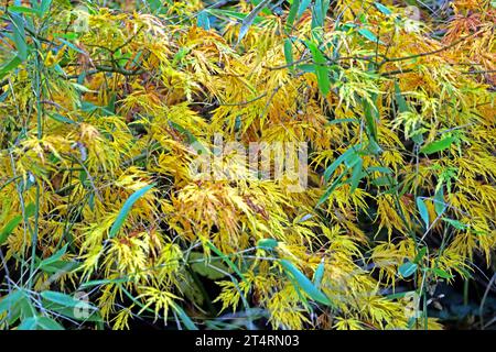 Fächerahorn im Herbst Laub in leuchtend goldener Färbung an einem Fächerahorn. *** Fan Ahorn im Herbstlaub in hellgoldener Farbe auf einem Fan Ahorn Credit: Imago/Alamy Live News Stockfoto