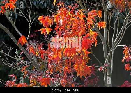 Fächerahorn im Herbst Laub in leuchtend roter Färbung an einem Fächerahorn. *** Fan Ahorn im Herbstlaub in knallroter Farbe auf einem Fan Ahorn Credit: Imago/Alamy Live News Stockfoto