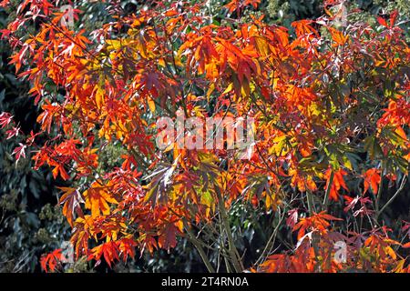 Fächerahorn im Herbst Laub in leuchtend roter Färbung an einem Fächerahorn. *** Fan Ahorn im Herbstlaub in knallroter Farbe auf einem Fan Ahorn Credit: Imago/Alamy Live News Stockfoto