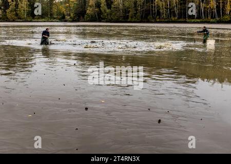 Teichhalter in der Oberpfalz ziehen in einem leeren Teich ein Netz mit Fischen zusammen. Wiesau (VGem), Deutschland Stockfoto