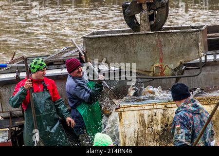 Karpfenfischen an einem Teich in der Oberpfalz. Das Wasser wurde abgelassen und die Fische werden vom Teichbesitzer und seinen Helfern mit Netzen und Landenetzen in Becken geladen. Wiesau (VGem), Deutschland Stockfoto