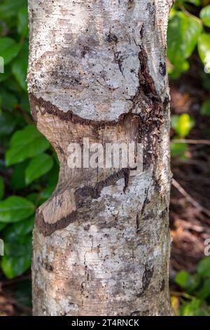 Schäden an Biberbäumen im Smuggler Cove Marine Park, British Columbia, Kanada. Nahaufnahme von genagtem Baumstamm. Stockfoto