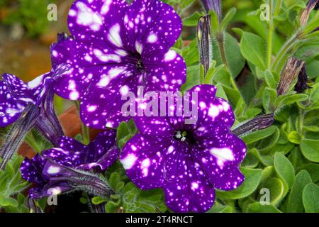 Eine violett-weiß gesprenkelte Petunenblüte, deren leuchtende Farbtöne sich von den üppig grünen Blättern im Hintergrund abheben. Zwei Surfinia-Blüten. Flowe Stockfoto