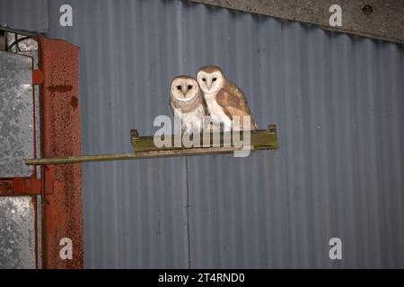 Scheuneneule-Jungvögel Tyto alba sitzen auf der Landeplattform in ihrem Nistkasten, der in der Scheune Cotswolds, Großbritannien, installiert ist Stockfoto