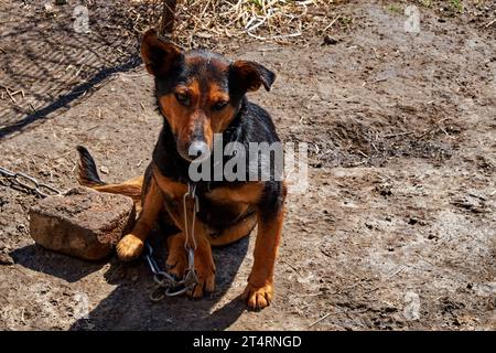 Ein schwarz-brauner Hund, der mit einer Kette um den Hals auf dem Boden sitzt und etwas traurig und einsam aussieht. Ein kleiner Mischlingerhund sitzt auf einem großen Metall-C Stockfoto