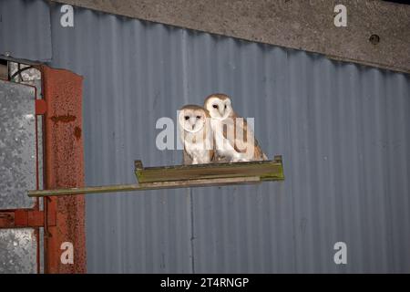 Scheuneneule-Jungvögel Tyto alba sitzen auf der Landeplattform in ihrem Nistkasten, der in der Scheune Cotswolds, Großbritannien, installiert ist Stockfoto