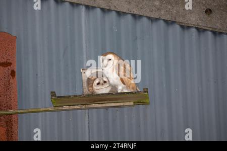 Scheuneneule-Jungvögel Tyto alba sitzen auf der Landeplattform in ihrem Nistkasten, der in der Scheune Cotswolds, Großbritannien, installiert ist Stockfoto