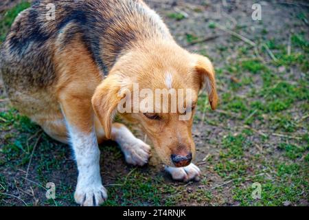 Ein Hund mit braunem und weißem Fell, der auf einem grasbewachsenen Feld sitzt. Ein kleiner, kranker Mischling sitzt. Hund mit einem traurigen, kranken Blick. Stockfoto