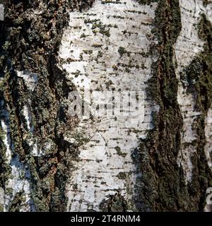 Ein Nahfoto einer Baumrinde mit Moos und Flechten, die darauf wachsen. Birkenrinde als Hintergrund. Strukturierte Holzrinde. Stockfoto