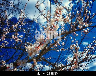 Ein Nahfoto eines Zweigs weißer Aprikosenblüten vor blauem Himmel. Blütenknospen auf einem Aprikosenbaum im Frühjahr. Stockfoto