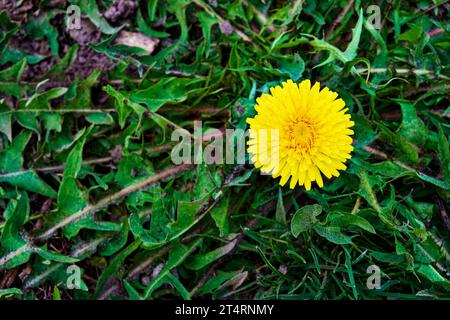 Eine leuchtend gelbe Löwenzahnblüte in voller Blüte, die sich vom üppigen grünen Gras eines Feldes abhebt. Eine entzückende Blume aus gelbem Löwenzahn. Aufnahme f Stockfoto