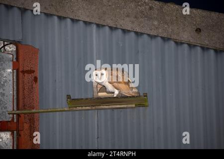 Eine Scheuneneule, die Tyto alba flüchtet, sitzt auf einer Landeplattform in ihrem Nistkasten, der in der Scheune Cotswolds, Großbritannien, installiert wurde Stockfoto