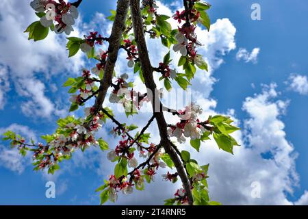 Ein Pflaumenblütenbaum in voller Blüte vor dem Hintergrund eines klaren blauen Himmels mit flauschigen weißen Wolken. Blühender Pflaumenbaumzweig gegen Th Stockfoto