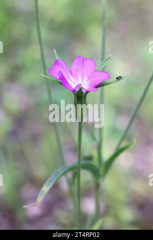 Corn Cockle, Agrostemma githago, auch bekannt als Common Corn-Cockle, wilde giftige Pflanze aus Finnland Stockfoto