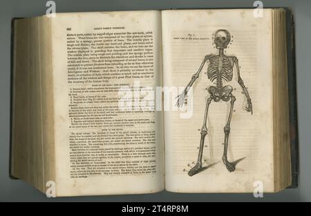 Antike medizinische Zeitschrift. Ein altes Anatomiebuch mit seinen Seiten. Stockfoto