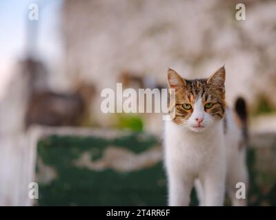 Cats of Turkey, kleiner Ferienort Side mit antiken griechischen Ruinen. Über Sonnenuntergang Stockfoto