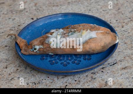 Pilzwachstum auf alter Süßkartoffel UK Stockfoto