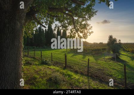 BOLGHERI, TOSKANA - ITALIEN - 7. OKTOBER 2020: Castello di Bolgheri Weinberge und Olivenbäume bei Sonnenuntergang. Baum links in der Herbstsaison. Querformat in Stockfoto