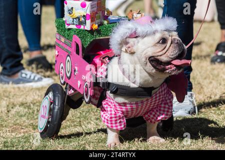 Atlanta, GA / USA - 21. Oktober 2023: Ein behinderter Mops trägt ein rosafarbenes Barbie-Kostüm bei einem Halloween-Wettbewerb am 21. Oktober 2023 in Atlanta, GA. Stockfoto