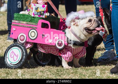 Atlanta, GA / USA - 21. Oktober 2023: Ein behinderter Hund trägt ein pinkfarbenes Barbie-Kostüm bei einem Halloween-Wettbewerb in einem Park am 21. Oktober 2023 in Atlanta. Stockfoto