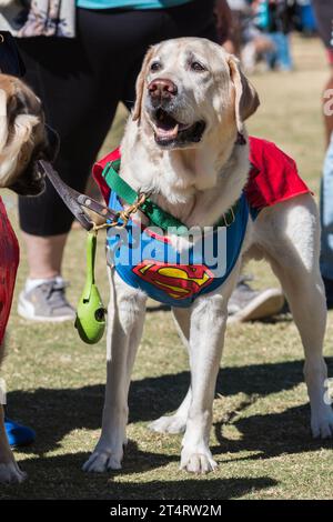 Atlanta, GA / USA - 21. Oktober 2023: Ein Hund trägt ein Superman Kostüm für einen Halloween-Wettbewerb in einem öffentlichen Park am 21. Oktober 2023 in Atlanta, GA. Stockfoto