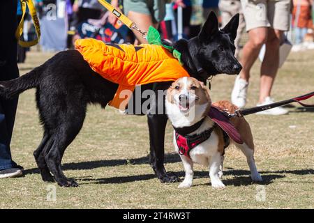 Zwei Hunde tragen Kostüme für den Halloween-Wettbewerb beim Hundefest im Atlanta Park Stockfoto