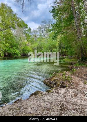 Fort White, FL USA - 2. März 2023: Menschen schwimmen im klaren blauen Wasser von Gilcrist Blue Springs in der Nähe von Fort White, Florida auf einer schönen sonnigen da Stockfoto