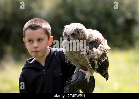 Junge, der den Ostsibirischen Uhu Bubo Bubo yenisseensis auf dem Arm hält, im Cotswold Falconry Centre Batsford UK Stockfoto