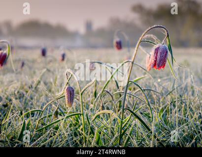 Snakes Head Fritillaries in Cricklade North Meadow, einer SSSI-Auenheu-Wiese bei Cricklade, Wiltshire, Großbritannien Stockfoto