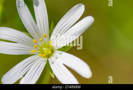 Nahaufnahme von gewöhnlichem Kichergras oder stellaria Media Blüten Stockfoto