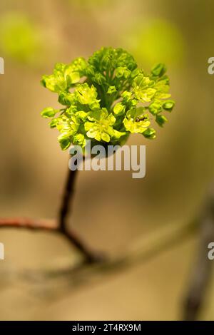 Frühling, junge Baumblüten, grüne Blätter, Ahornblüten, Acer Stockfoto