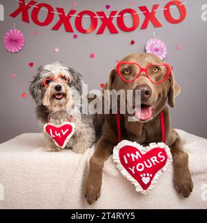 Silver Labrador Retriever und ein Maltipoo mit herzförmigen Neuheitsbrillen und Ketten mit den Worten "Luv" und "I'm your" Stockfoto
