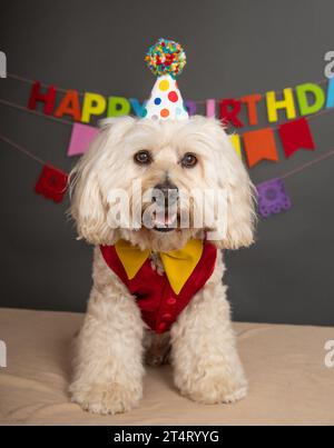 Porträt eines weißen Kakapos mit Partyhut, Fliege und Weste, der vor einem Happy Birthday Banner sitzt Stockfoto