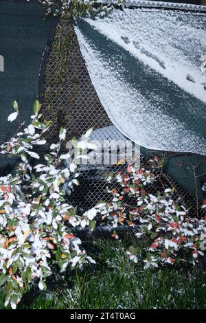 Chicago, USA. 31. Oktober 2023. Schneebedeckte Pflanzen, Chinatown, Chicago, Illinois. Die Stadt hat an Halloween den ersten Schneefall erlebt. 31. Oktober 2023 (Foto: Ludvig Peres/SIPA USA) Credit: SIPA USA/Alamy Live News Stockfoto