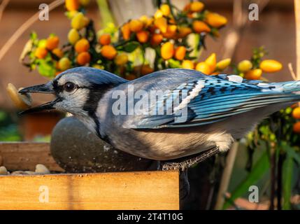 Ein Buejay auf dem Deck mit einer Nuss Stockfoto