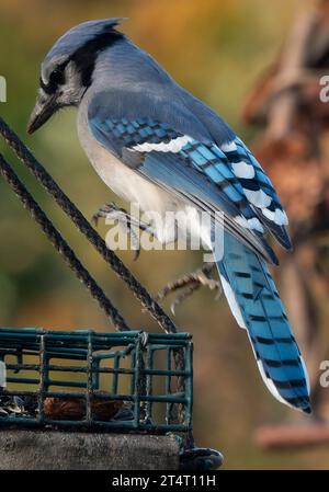 Ein Buejay auf dem Deck mit einer Nuss Stockfoto